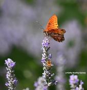 A Gulf Fritillary and a honey bee sharing the same lavender blossom in a Vacaville garden. (Photo by Kathy Keatley Garvey)